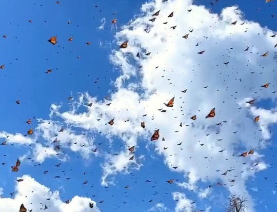 Stella lives three hours away from the Mexican end of the annual monarch butterfly migration, a site that draws millions of visitors every year.